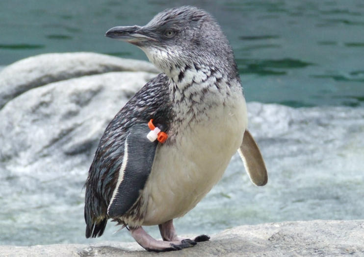 Centre international de l'Antarctique